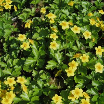 Waldsteinia ternata - Fragola sterile