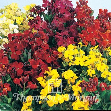 Erysimum cheiri Bedding Mixed - Violaciocca gialla