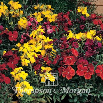 Erysimum cheiri Tom Thumb Mixed - Violaciocca gialla