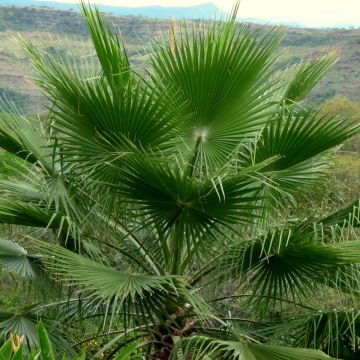 Washingtonia robusta - Palma messicana