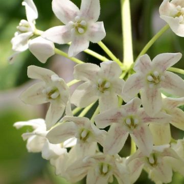 Wattakaka sinensis Variegata