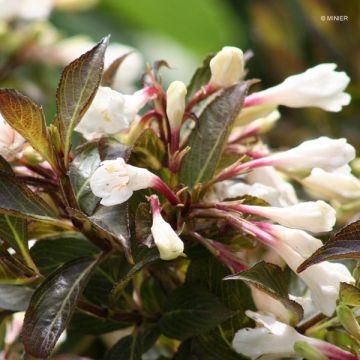 Weigelia Black and White