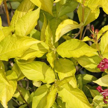 Weigelia Briant Rubidor Olympiade