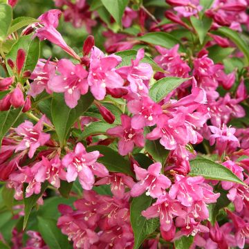 Weigelia Minuet