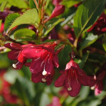 Weigelia Cherry Lace