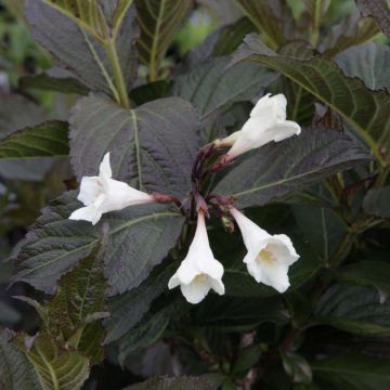 Weigelia Ebony and Ivory