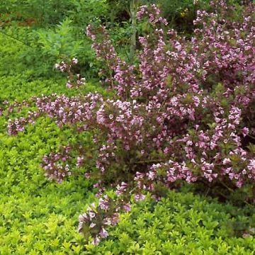 Weigelia Foliis Purpureis