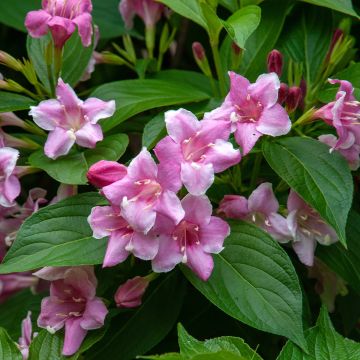 Weigelia Korea