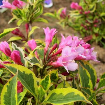 Weigelia Magical Rainbow