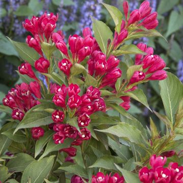 Weigelia All Summer Red