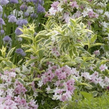 Weigelia Nana Variegata