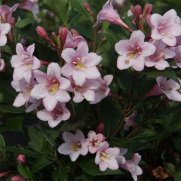 Weigelia Polka