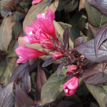 Weigelia Victoria