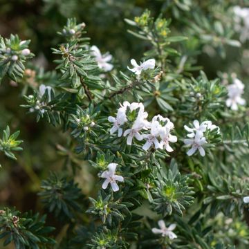 Westringia fruticosa White - Falso rosmarino