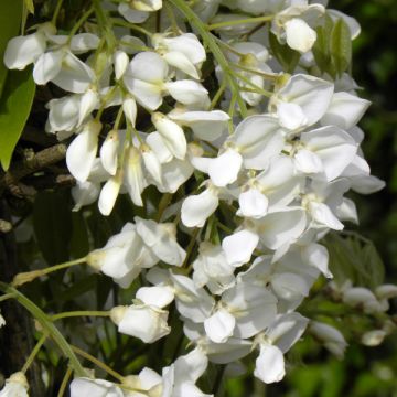 Wisteria venusta - Glicine