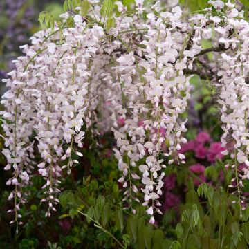 Wisteria floribunda Lipstick - Glicine