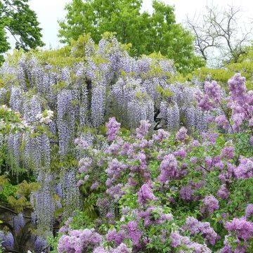 Wisteria floribunda Macrobotrys De Belder - Glicine