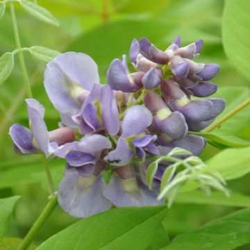 Wisteria frutescens Amethyst Falls - Glicine americano