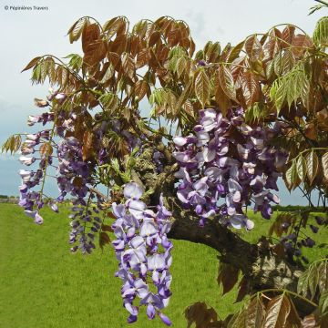 Wisteria sinensis Blue Line - Glicine comune