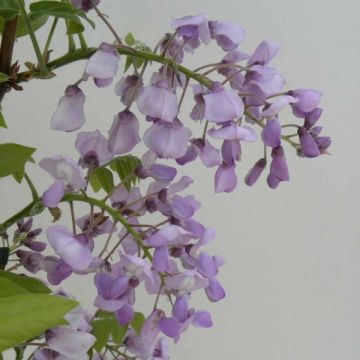 Wisteria venusta Okayama - Glicine