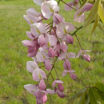 Wisteria venusta Rosea - Glicine