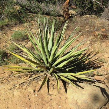 Yucca baccata