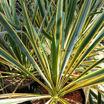 Yucca filamentosa Bright Edge