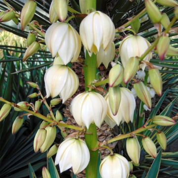 Yucca gloriosa