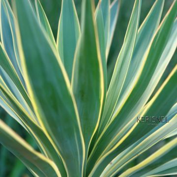 Yucca gloriosa Variegata