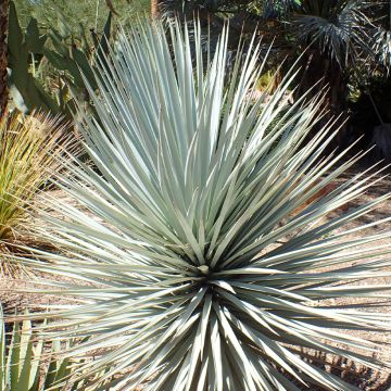 Yucca rigida Blue Sentry