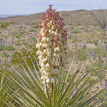 Yucca torreyi