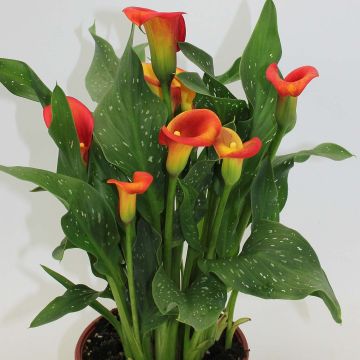 Zantedeschia Captain Fuego - Calla