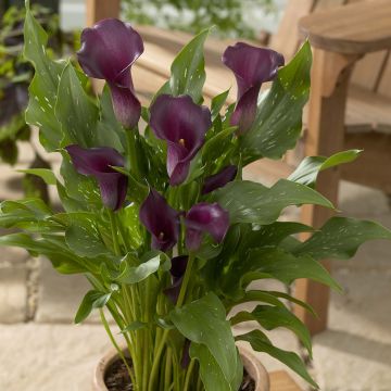 Zantedeschia Captain Reno - Calla