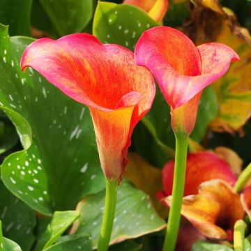 Zantedeschia Captain Trinity - Calla