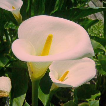 Zantedeschia aethiopica Pink Mist - Calla