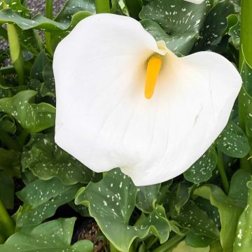 Zantedeschia aethiopica Himalaya - Calla