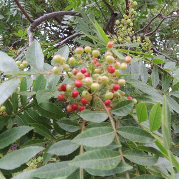 Zanthoxylum piperitum - Pepe di Sichuan