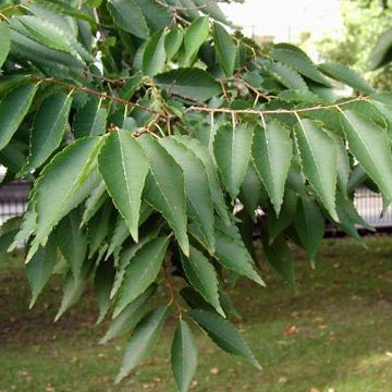 Zelkova serrata - Zelkova giapponese