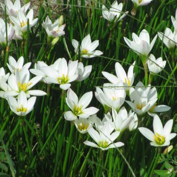 Zephyranthes candida - Zefirante candida