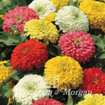 Zinnia Magellan Mixed Hybride F1