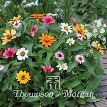 Zinnia Molino Mixed