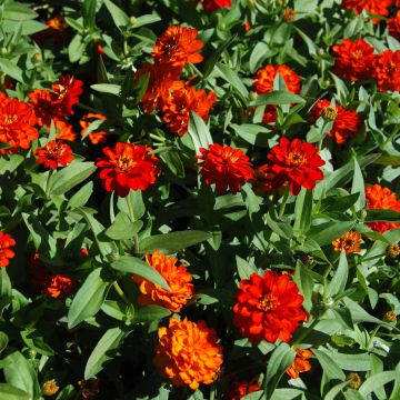 Zinnia zahara Double Fire