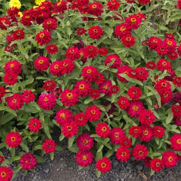 Zinnia Profusion Hot Cherry