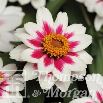 Zinnia Zahara Starlight Rose