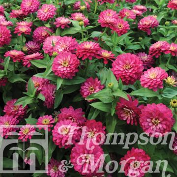 Zinnia Double Zahara Strawberry