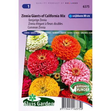 Zinnia Giant of California Mix