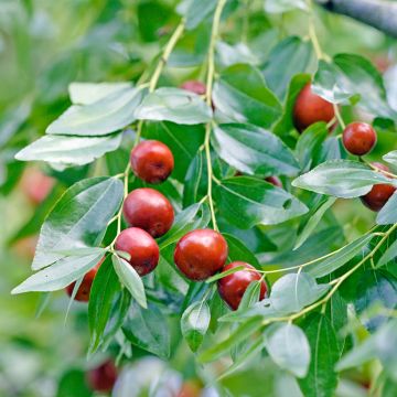 Ziziphus jujuba Abundance - Giuggiolo