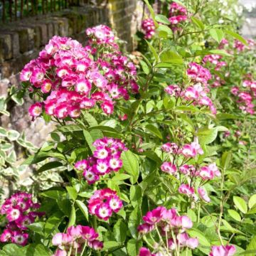 Rosa Rosanatura Bicolore - Rosa paesaggisticha