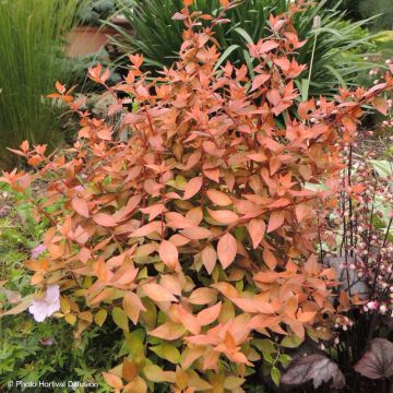 Abelia grandiflora Caramel Charm