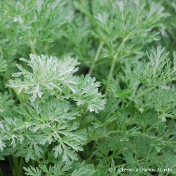 Artemisia absinthium Bio - Assenzio maggiore (semi) 